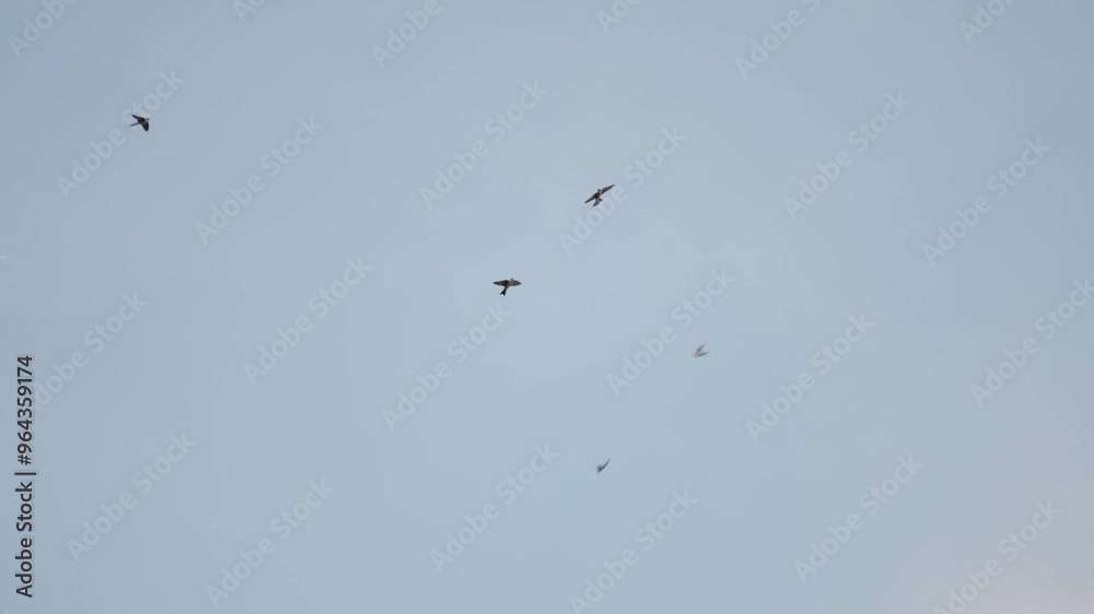 Viele Mehlschwalben fliegen vor Blauen Himmel in Zeitlupe Viele Mehlschwalben fliegen vor Blauen Himmel in Zeitlupe