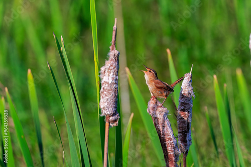 The marsh wren (Cistothorus palustris). Small North American songbird in his natural environment. photo