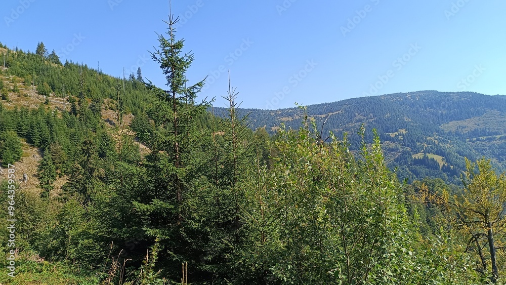 Obraz premium trees in the mountains