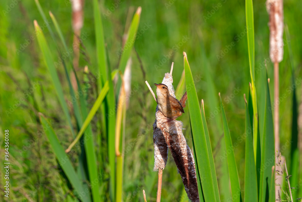 The marsh wren (Cistothorus palustris). Small North American songbird in his natural environment. The marsh wren (Cistothorus palustris). Small North American songbird in his natural environment.