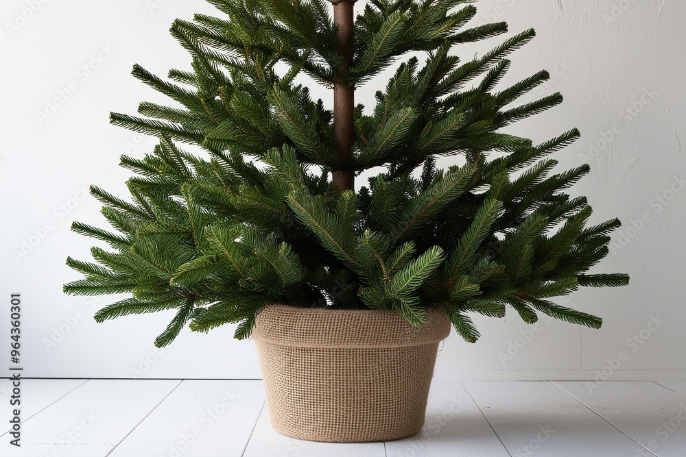 Fototapeta premium Festive Christmas Fir Tree in Rustic Burlap Pot Against Bright White Background
