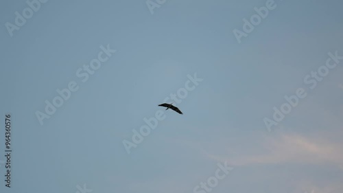 Graureiher im Flug vor Blauen Himmel Abenddämmerung photo