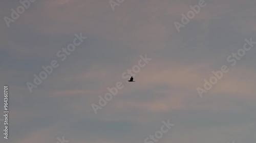 Graureiher im Flug vor Blauen Himmel Abenddämmerung photo