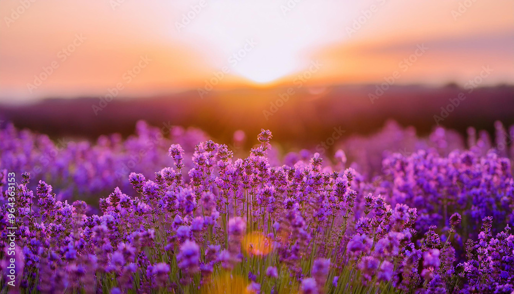 Fototapeta premium Lavender garden, soft afternoon glow. Field of aromatic purple flowers. Beautiful natural landscape