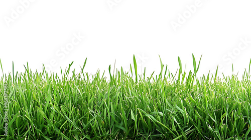 Sport field green grass isolated on white background