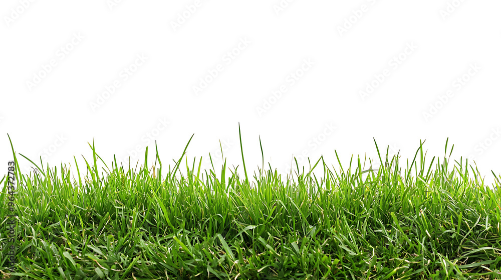 Sport field green grass isolated on white background Sport field green grass isolated on white background