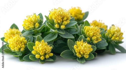 Exploring the Health Benefits of Rhodiola Rosea Extract for Enhanced Stamina and Wellness photo