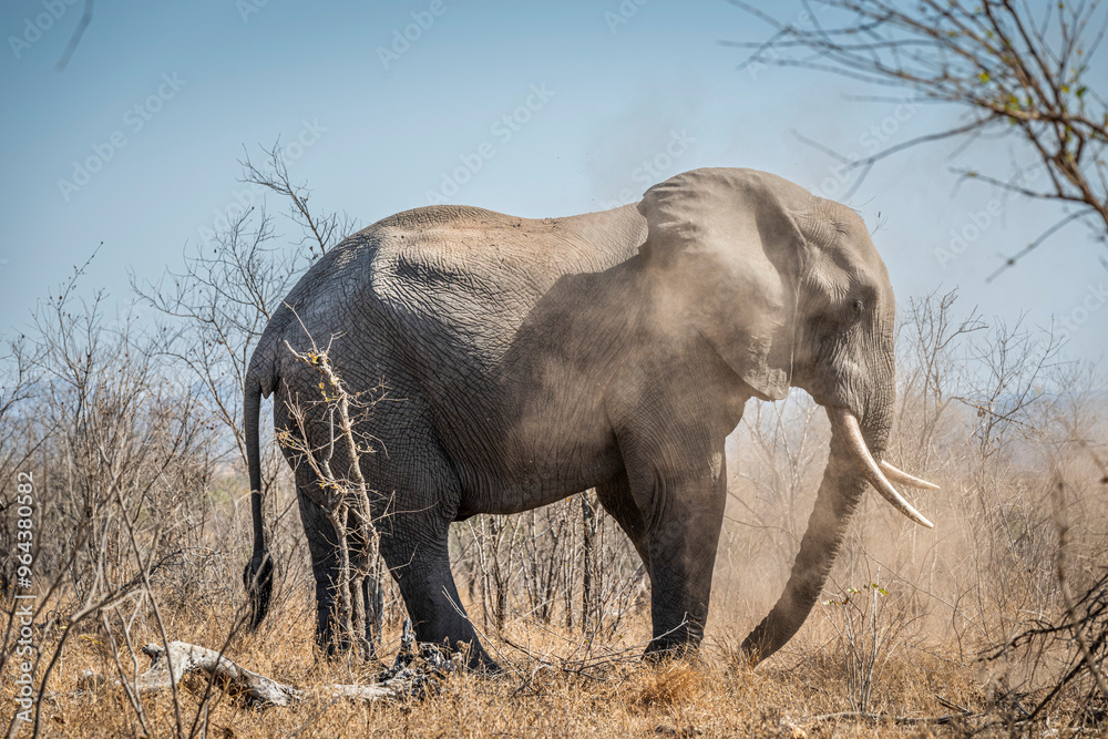 Fototapeta premium The African bush elephant, Loxodonta africana, also known as the African savanna elephant. Kruger Park Big five Safari