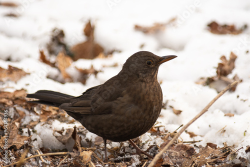 blackbird on the snow