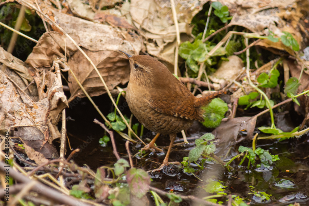 bird in the water bird in the water