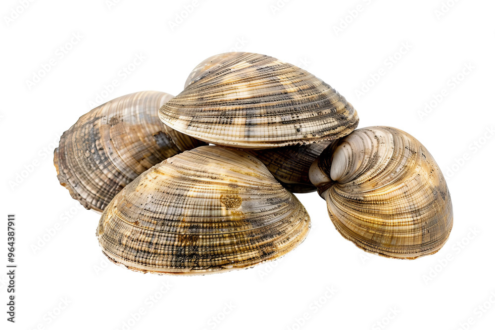 Edible raw clams, on white background. Delicacy food. Edible raw clams, on white background. Delicacy food.