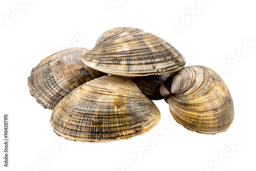 Edible raw clams, on white background. Delicacy food.