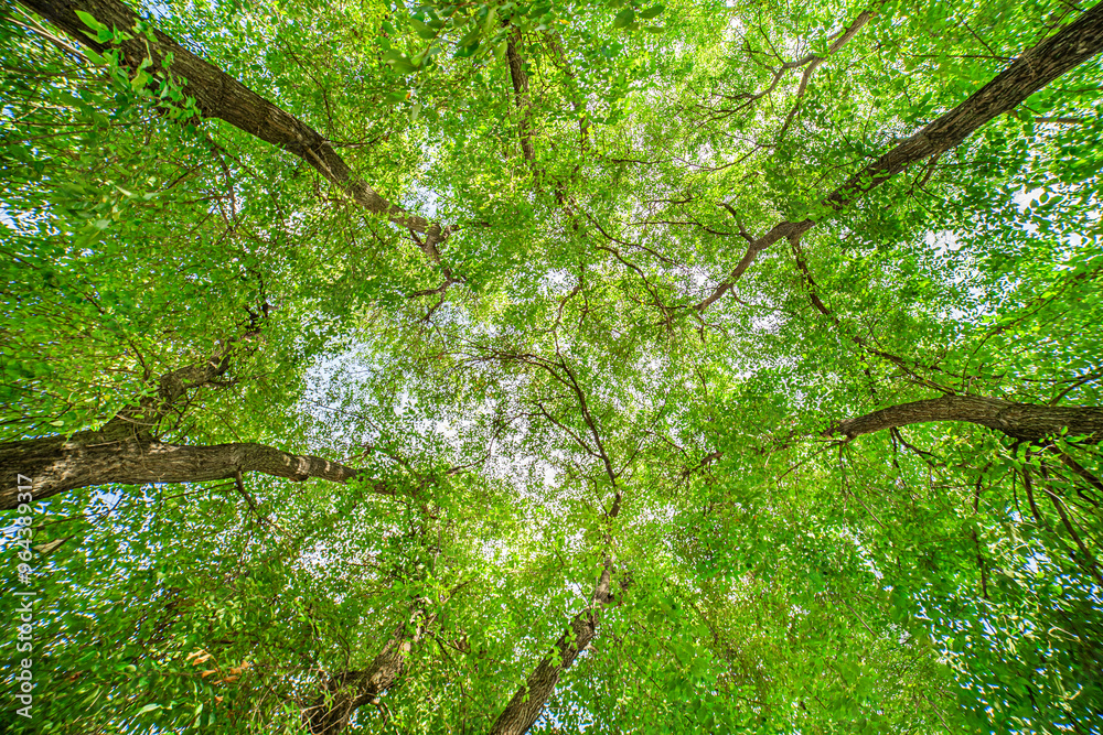 Green trees canopy in a forest. Environment protection. Biodiversity, sustainability and ecological footprint. Earth day. Green trees canopy in a forest. Environment protection. Biodiversity, sustainability and ecological footprint. Earth day.