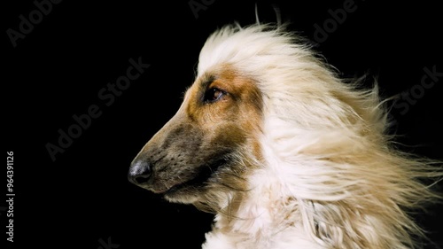 shaggy dog with a lush long coat on a black background. concept of grooming, hair care.