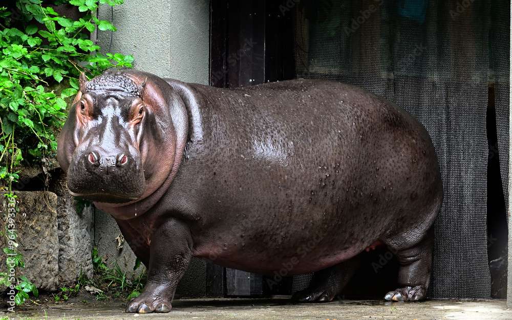 hippopotamus amphibian herbivore animals zoo hippopotamus amphibian herbivore animals zoo