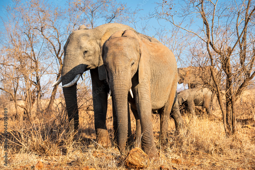Obraz premium The African bush elephant, Loxodonta africana, also known as the African savanna elephant. Kruger Park Big five Safari