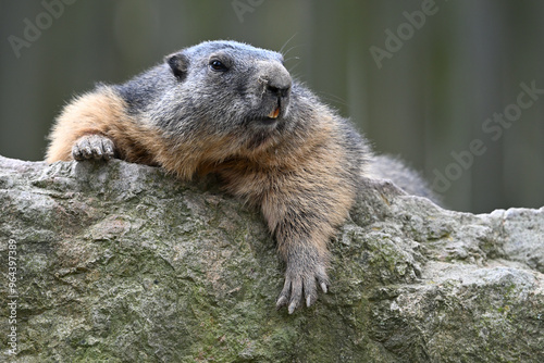 mountain marmot portrait rodents zoo