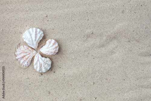 Seashells on sandy beach. Top view with copy space. Summer travel background design