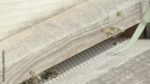 Bees entering the entrance of a wooden beehive. Closeup of home flying bees. beekeeping in nature with wooden bee boxes. photo