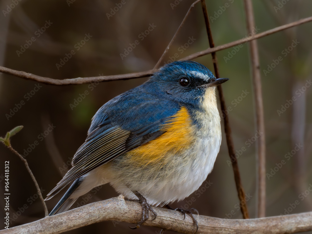 Naklejka premium 森の中の木陰で枝に留まって周りを見渡しているルリビタキの雄