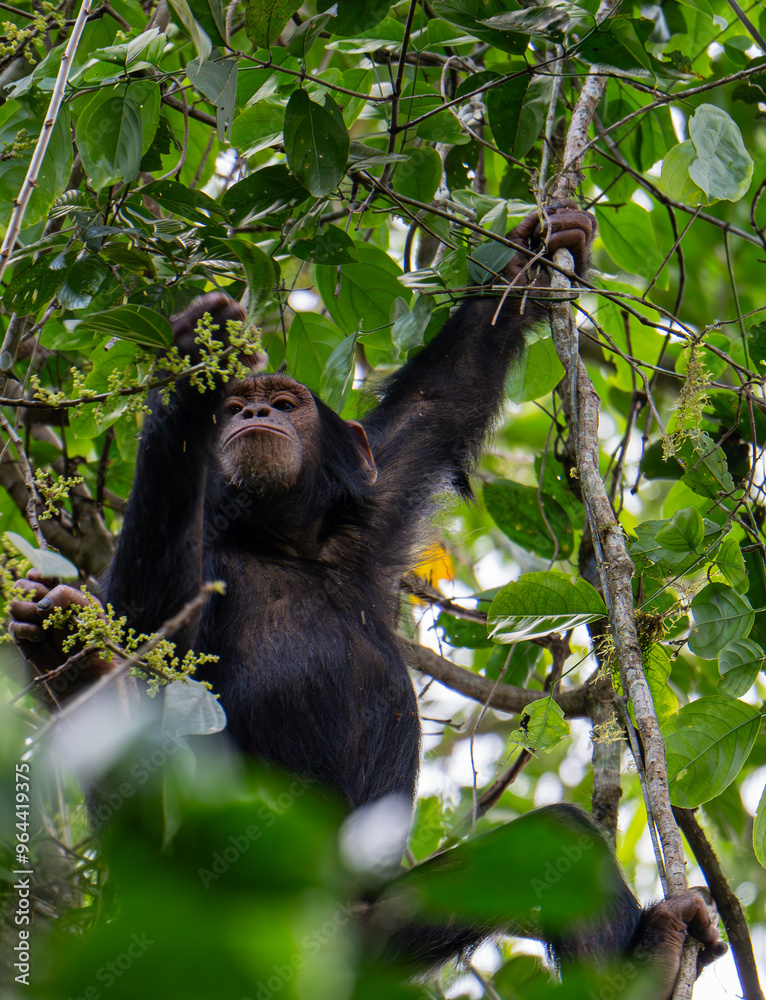 Fototapeta premium Chimpanzee in Budongo central forest reserve in Uganda