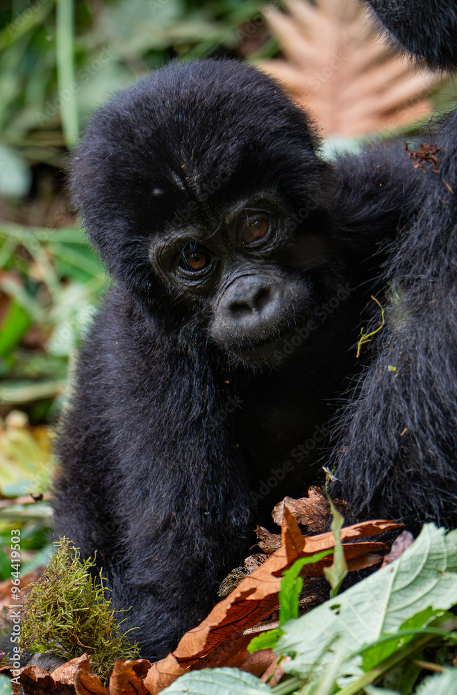 Baby gorilla in Bwindi Impenetrable Forest, Uganda Baby gorilla in Bwindi Impenetrable Forest, Uganda
