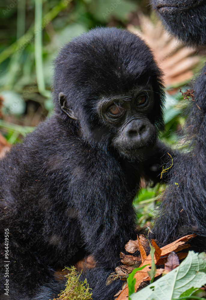 Fototapeta premium Baby gorilla in Bwindi Impenetrable Forest, Uganda