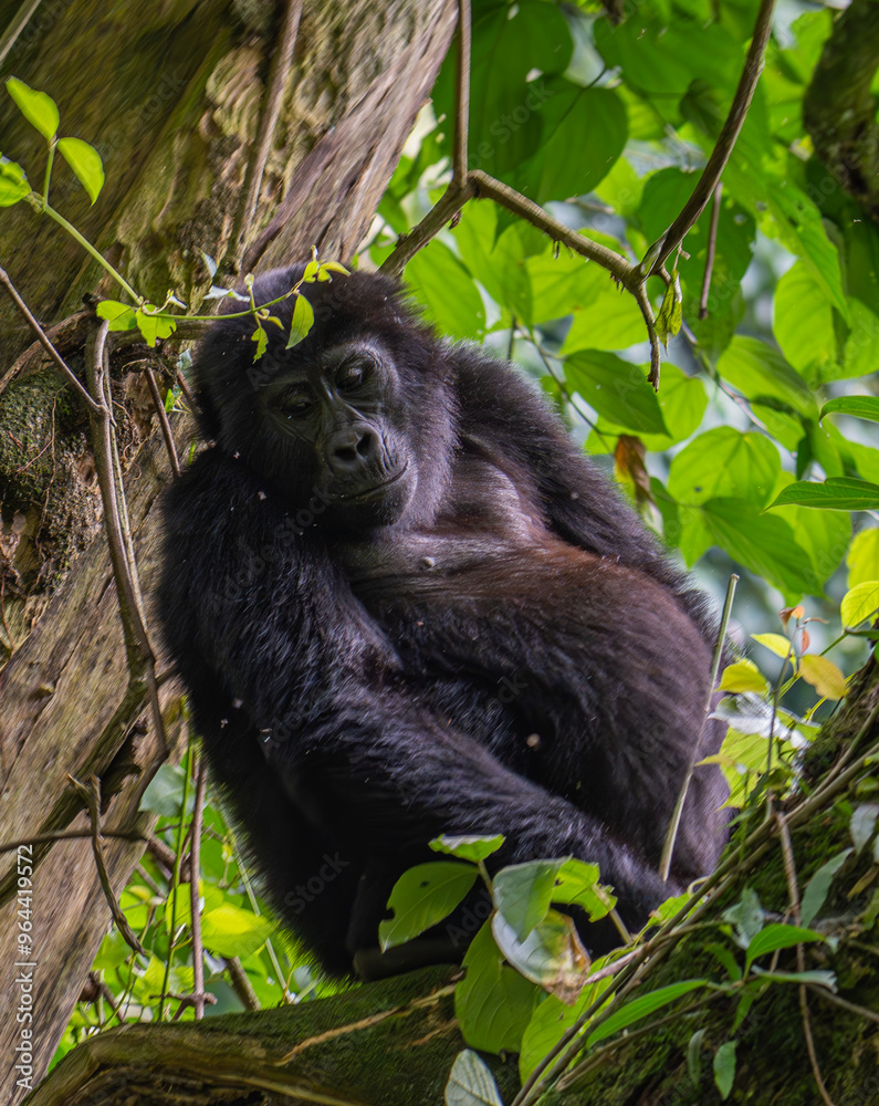 Fototapeta premium mountain gorilla family NSHONGI GROUP in Bwindi Impenetrable Forest in Uganda