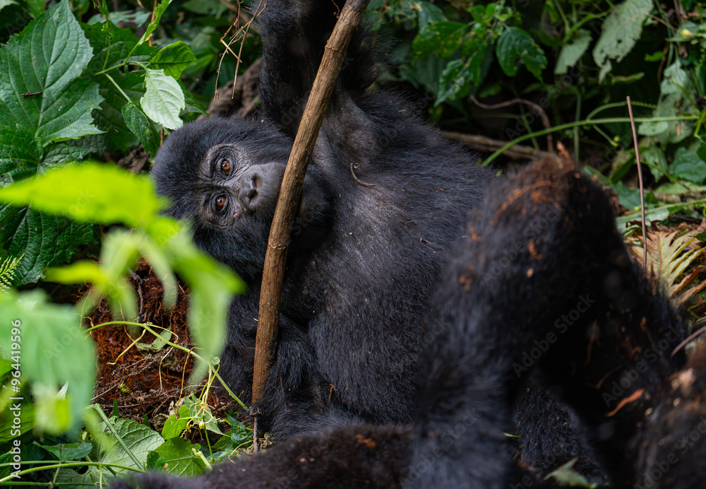 Obraz premium mountain gorilla family NSHONGI GROUP in Bwindi Impenetrable Forest in Uganda