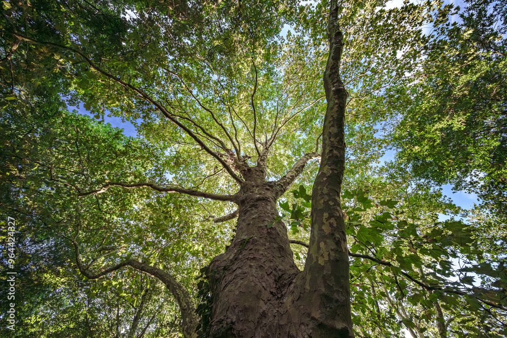 Obraz premium A Lush Green Tree Canopy Can Be Found Under the Bright Beautiful Wide Blue Sky Above Us