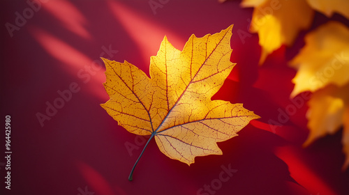 one of autumn leaf