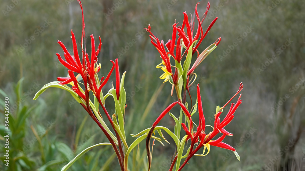 Kangaroo paws The Kangaroo Paw Flower Is Endemic To The South-west Of Western Australia forest landscape background,
Kangaroo paws The Kangaroo Paw Flower Is Endemic To The South-west Of Western Australia forest landscape background,