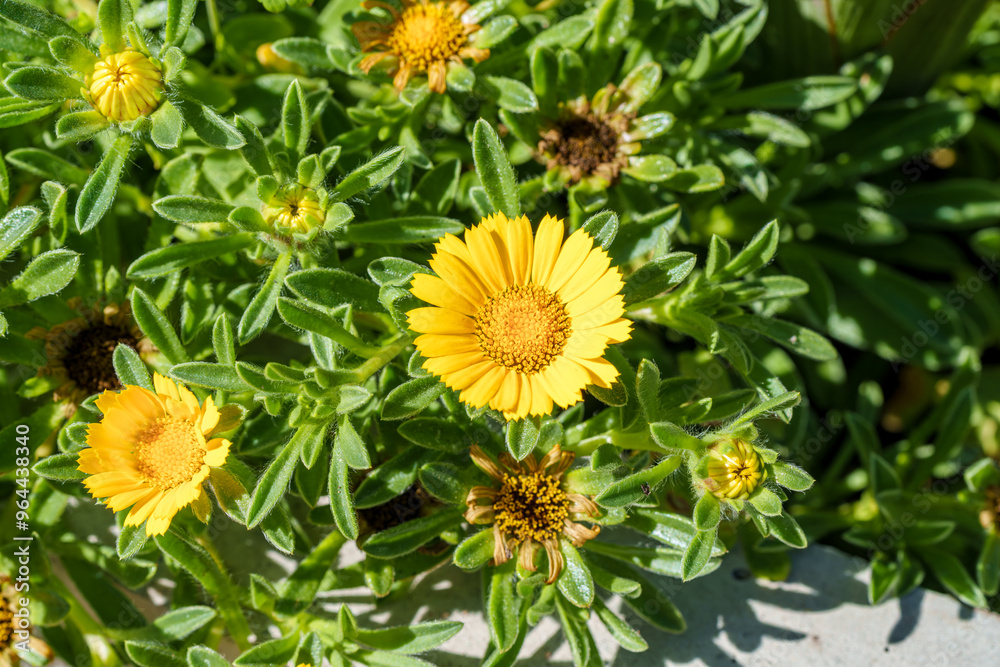 A Vibrant Yellow Flower Beautifully Stands Out Amidst Lush Green Foliage All Around A Vibrant Yellow Flower Beautifully Stands Out Amidst Lush Green Foliage All Around