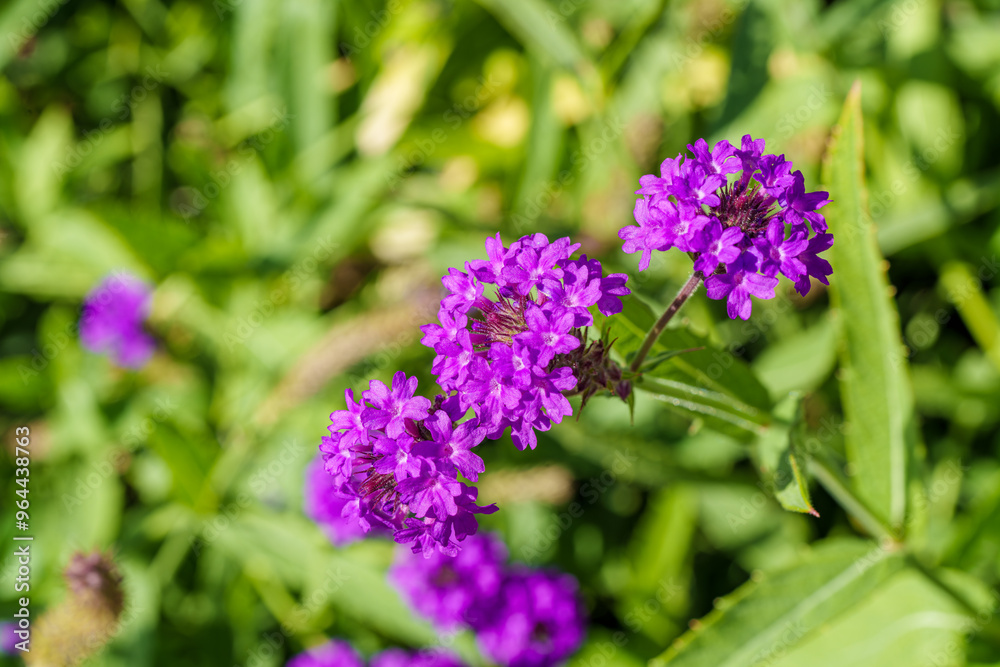 Stunning Vibrant Purple Flower Delicately Blooming in a Beautiful Backyard Setting Stunning Vibrant Purple Flower Delicately Blooming in a Beautiful Backyard Setting
