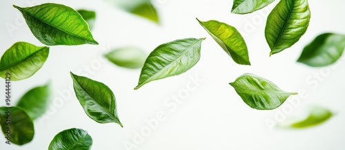 Green Leaves Floating on White Background