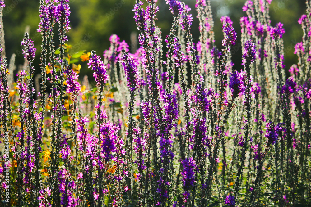 Obraz premium Purple sage flowers on green grass blurred bokeh background close up, blooming violet salvia field, summer lavender color floral landscape