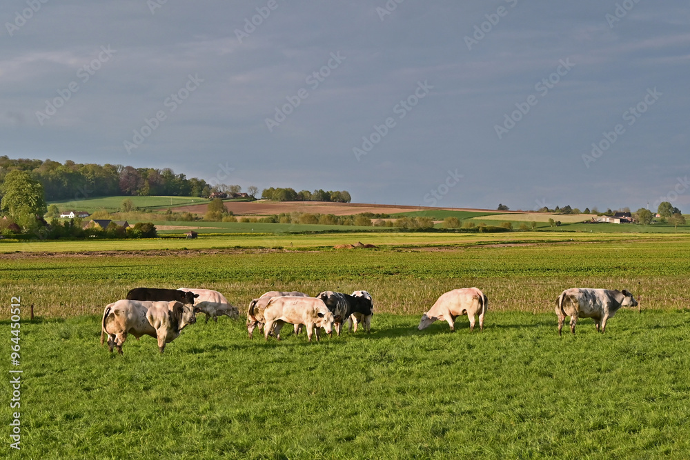 Tournai, antica fattoria nella campagna belga con bestiame e mucche al pascolo al tramonto, Fiandre - Belgio Tournai, antica fattoria nella campagna belga con bestiame e mucche al pascolo al tramonto, Fiandre - Belgio