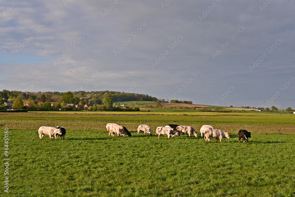 Obraz premium Tournai, antica fattoria nella campagna belga con bestiame e mucche al pascolo al tramonto, Fiandre - Belgio 