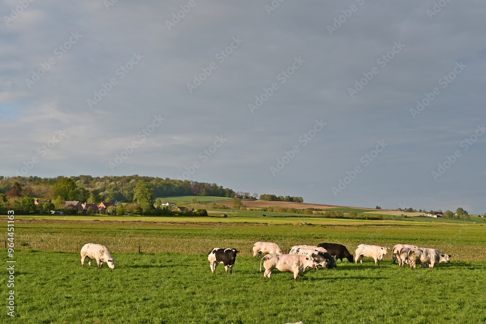 Tournai, antica fattoria nella campagna belga con bestiame e mucche al pascolo al tramonto, Fiandre - Belgio Tournai, antica fattoria nella campagna belga con bestiame e mucche al pascolo al tramonto, Fiandre - Belgio