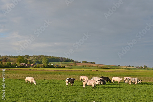 Tournai, antica fattoria nella campagna belga con bestiame e mucche al pascolo al tramonto, Fiandre - Belgio	 photo