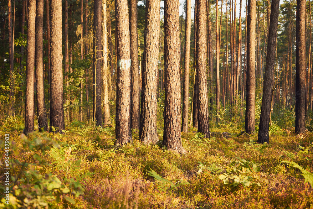 Fototapeta premium drzewa,las