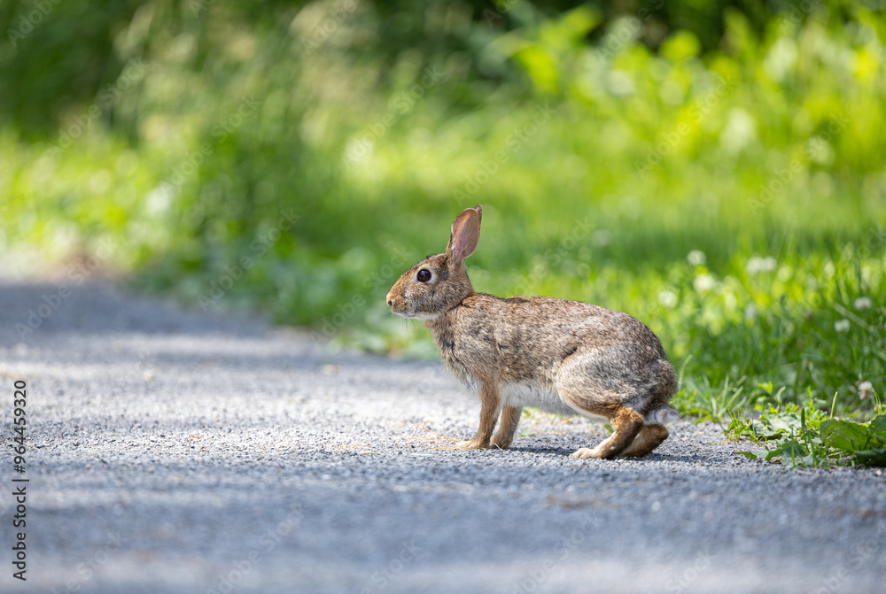 Obraz premium Cottontail rabbit