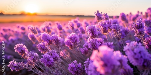 Purple lavender flowers blooming in a field at sunset, with a golden sky. Peaceful and tranquil landscape.