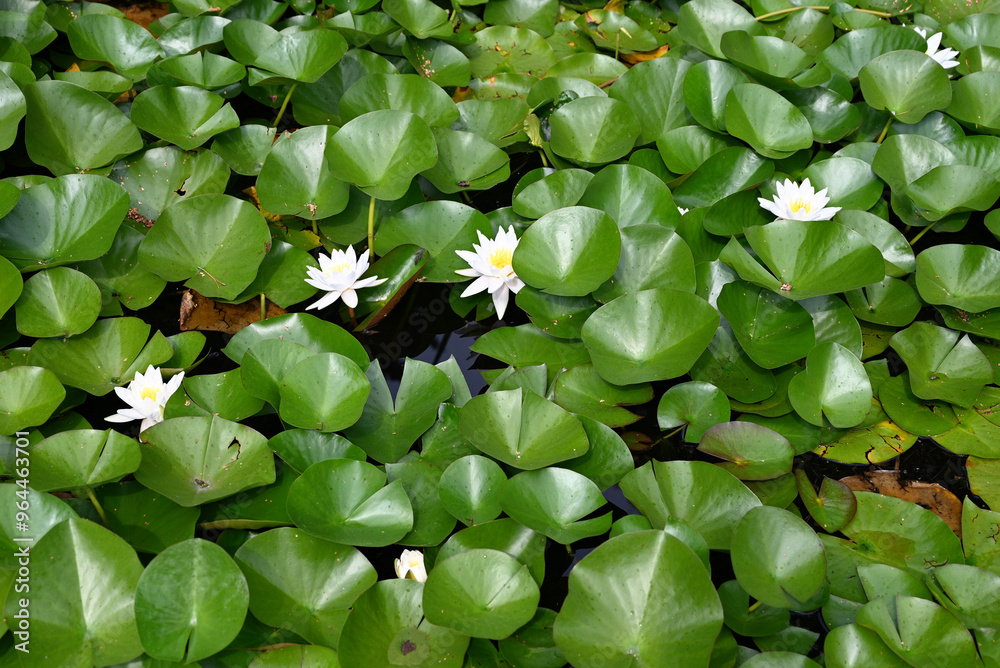 White water lilies among green lily pads on a pond. White water lilies among green lily pads on a pond.
