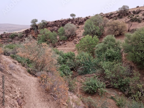 Canvastavla Beautiful view among the plants and trees on a cloudy day