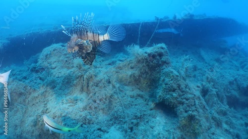 lionfish underwater mediterranean sea invasive specie in cave underwater ocean scenery photo