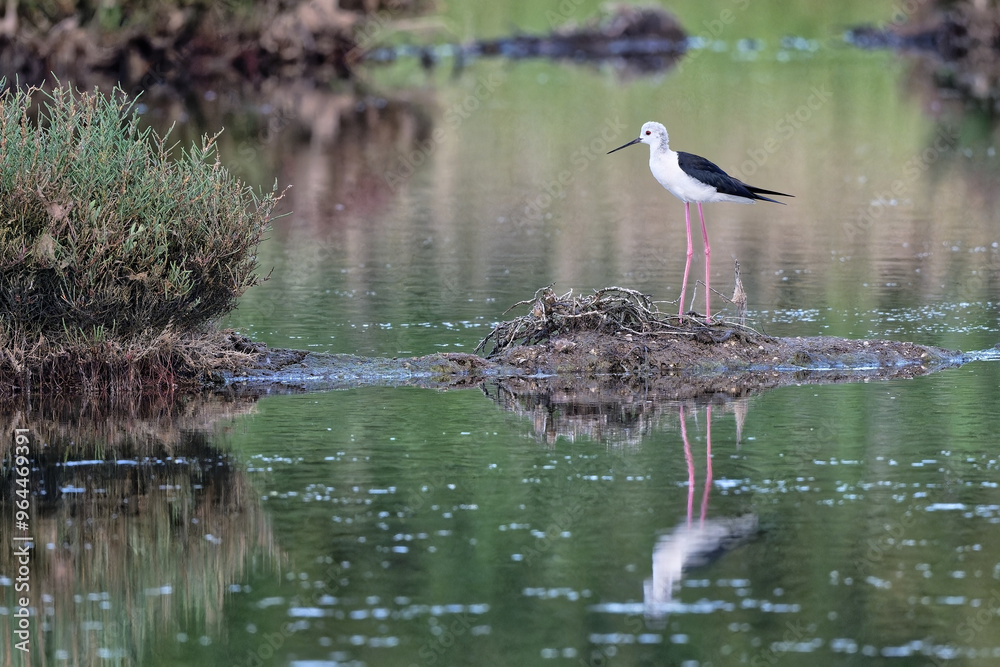 Échasse blanche - Himantopus himantopus - oiseaux échassiers - limicoles - Recurvirostridae
