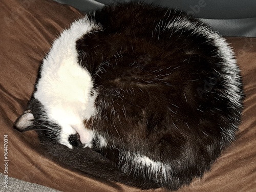 Chat qui dort
