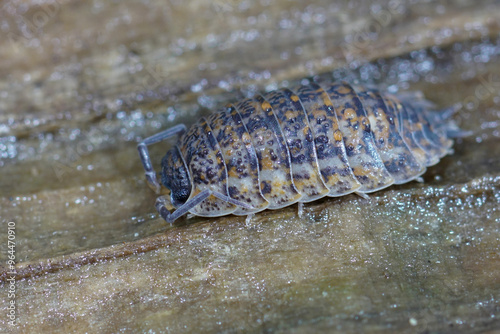 Closeup on an unusual colored adult woodlouse , Porcellio scaber hiding on a piece of wood photo