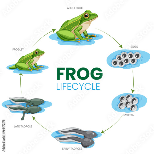 Frog Lifecycle From Egg to Tadpole to Adult Frog